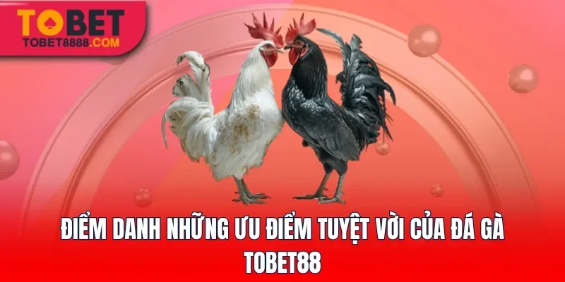 Điểm danh những ưu điểm tuyệt vời của đá gà Tobet88