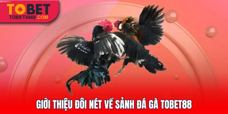 Giới thiệu đôi nét về sảnh đá gà Tobet88